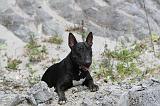 BULL TERRIER 018